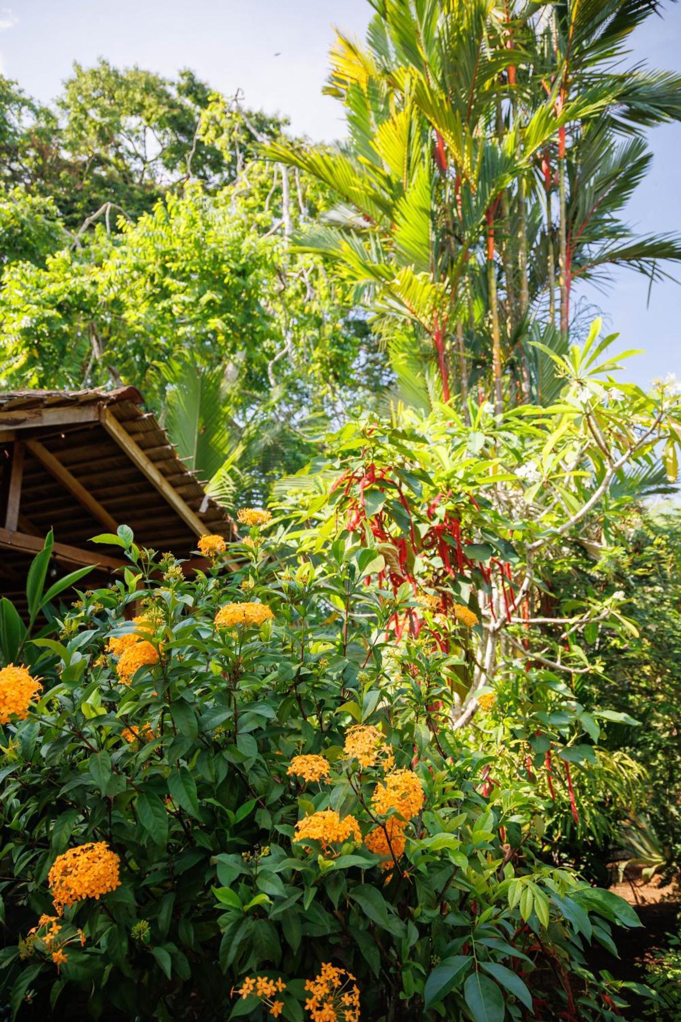 Bungalows Ache Cahuita Exterior foto